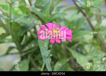 Ansicht einer rosafarbenen Zinnienblüte mit den gelblichen Farbstrahlröschen und Scheibenröschen in der Mitte Stockfoto