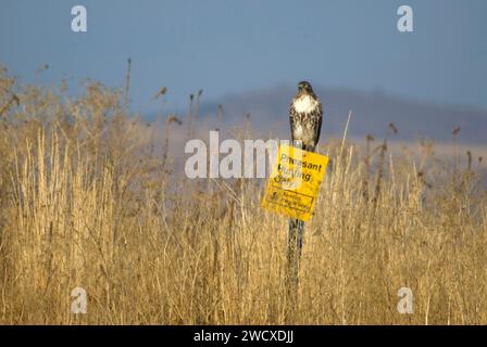 Hawk, untere Klamath National Wildlife Refuge, Kalifornien Stockfoto