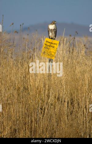 Hawk, untere Klamath National Wildlife Refuge, Kalifornien Stockfoto