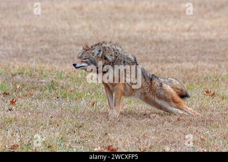 Ein Kojote dehnt sich in einer offenen Prärie. Die Vorderpfoten sind oben, das hintere Ende unten, wie in einer Plank-Position. Stockfoto