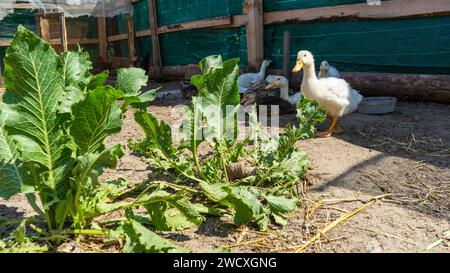 Junge Enten und Gänse in einer Voliere auf einem Bauernhof im Dorf. Geflügelhaltung. Hausgänse spazieren in der Voliere. Gruppe von Gänsen im A Stockfoto