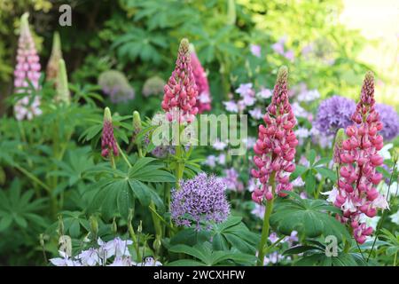 Rosafarbene Lupinen und runde, violette allium-Blumenköpfe in einem Hüttengarten Stockfoto