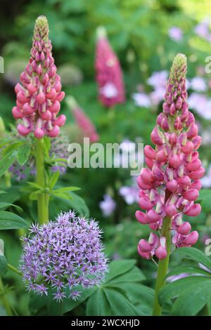 Rosafarbene Lupinen und runde, violette allium-Blumenköpfe in einem Hüttengarten Stockfoto