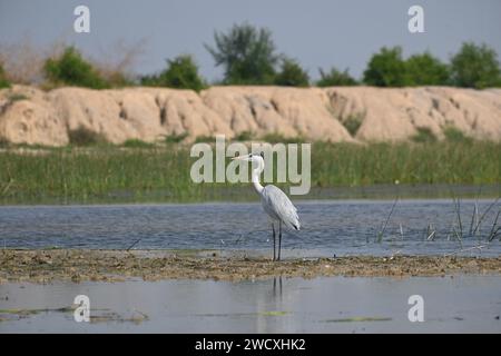 Ein grauer Reiher steht an einem sonnigen Tag am Ufer eines Sees Stockfoto