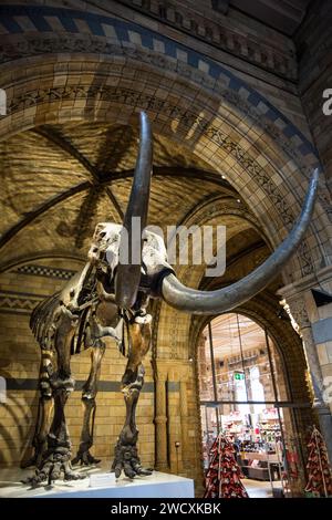 Naturkundemuseum, London Stockfoto