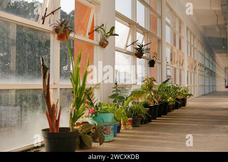 Gartenarbeit in der Wohnung auf dem Flur Stockfoto