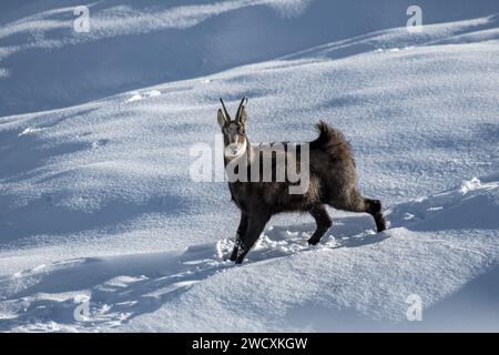 Alpenchamois, Rupicapra rupicapra, mit borstendem Fell, das an einem kalten und windigen Tag in den Alpen steht, ITALIEN: Januar. Stockfoto