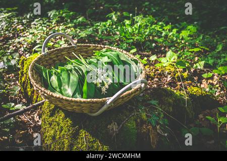 Wilde Knoblauch (allium ursinum) im Wald ernten. Wilder Knoblauch, Ramson, Cowleekes, Buckrams, HolzKnoblauch, Bärenlauchpflanzen wachsen in einem Wald Stockfoto