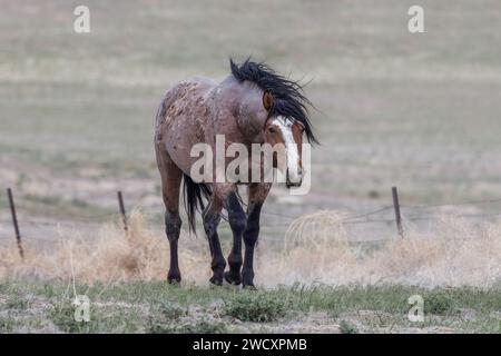 Die Wildpferdeherde des Onaqui Mountain hat eine leichte bis mittelschwere Struktur und ist in Farben wie Sauerampfer, roan, Buchleder, Schwarz, Palomino, und grau. Stockfoto