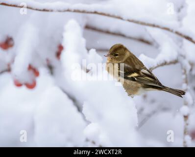 Nahaufnahme eines weiblichen Buchbeins, der auf einem schneebedeckten Baum sitzt Stockfoto