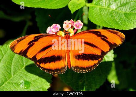 tiger-LangflügelSchmetterling auf einer Pflanze im Garten. Stockfoto