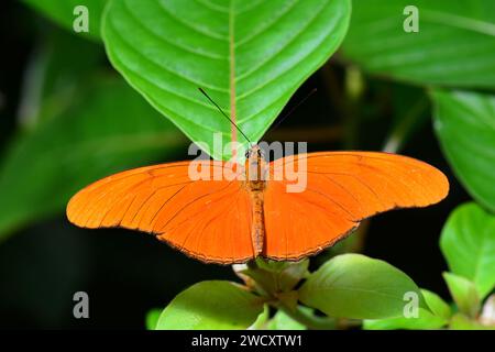 Orange Julia Schmetterling landet auf einer Pflanze in den Gärten. Stockfoto