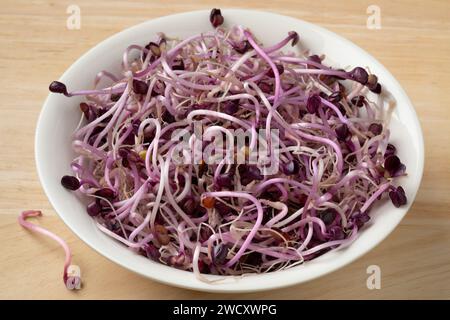 Schüssel mit frischen, bunten rohen Sango-Roten Rettichsprossen aus nächster Nähe Stockfoto