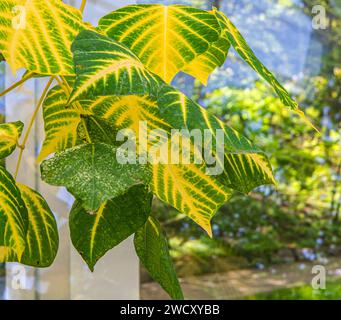 Bunte Blätter des Indian Coral Tree oder Tigerkralle des Variegated Coral Tree (Erythrina variegata) wachsen in den verzweigten Stockfoto