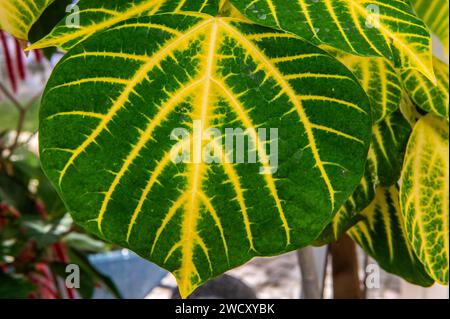 Bunte Blätter des Indian Coral Tree oder Tigerkralle des Variegated Coral Tree (Erythrina variegata) wachsen in den verzweigten Stockfoto