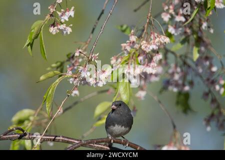 Dunkeläugiger Junco (schieferfarbener Junco), der zwischen Kirschblüten thront Stockfoto