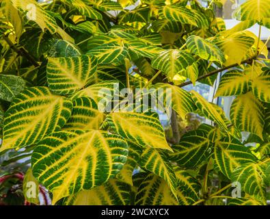 Bunte Blätter des Indian Coral Tree oder Tigerkralle des Variegated Coral Tree (Erythrina variegata) wachsen in den verzweigten Stockfoto