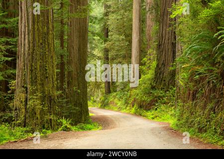 Howland Hill Road durch Küsterotholz (Sequoia sempervirens) Wald, Jedediah Smith Redwoods State Park, Redwood National Park, Kalifornien Stockfoto