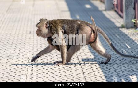 Ein Makak trägt einen kleinen Makaken auf seinem Bauch, Thailand Stockfoto