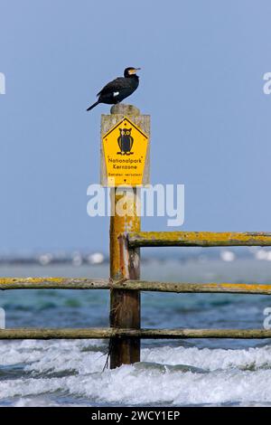 Großer Kormoran thronte auf keinem Einlassschild im Nationalpark Vorpommersche Lagune, Mecklenburg-Vorpommern, Deutschland Stockfoto