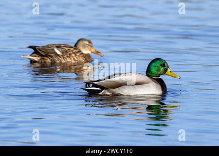 Stockenten-/Wildenten-Paar (Anas platyrhynchos), Männchen/drachen und Weibchen schwimmen im Winter im Teich Stockfoto