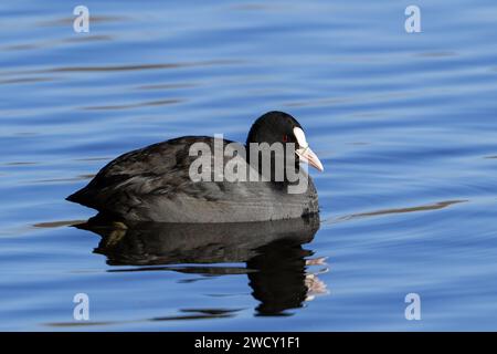 Eurasischer Huhn / gemeiner Huhn (Fulica atra) schwimmt im Winter im Teich Stockfoto