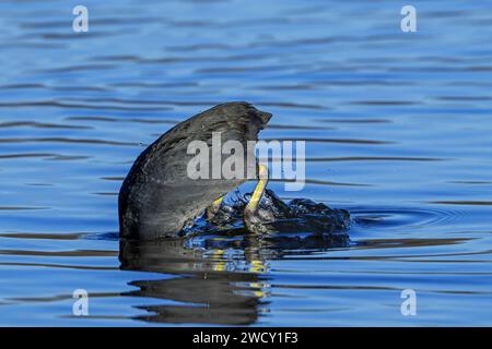 Eurasischer Huhn / gemeiner Huhn (Fulica atra) Schwimmen im Teich und Tauchen auf der Suche nach Nahrung im Winter Stockfoto