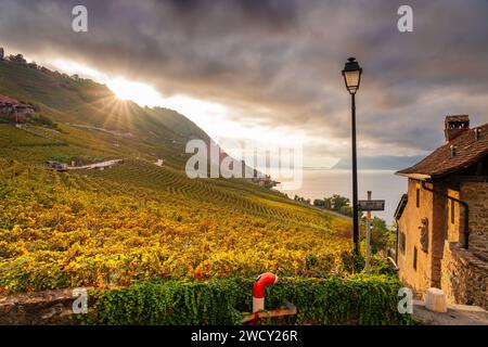 Lavaux Weinberge am Ufer des Genfer Sees, Schweiz. Stockfoto