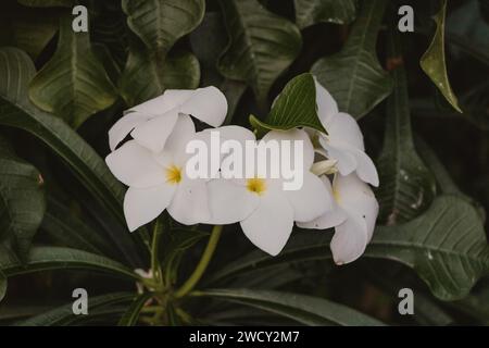 Weiße Plumeria pudica-Blüten am Busch Stockfoto