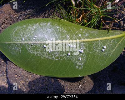 Aleurodicus dispersus, die spiralförmige weiße Fliege, ist eine Art von kleinen, weißen, saftsaugenden Insekten, ein wahrer Käfer in der Ordnung Hemiptera. Larven. Stockfoto