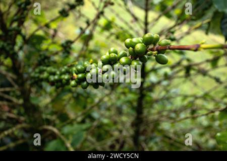 Unreifer grüner Kaffee auf Pflanzen, die in Kolumbien wachsen - Coffea Stockfoto