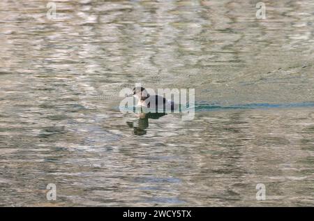 Little Grebe, Zwergtaucher, Grèbe castagneux, Tachybaptus ruficollis, kis vöcsök, Ungarn, Magyarország, Europa Stockfoto