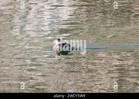 Little Grebe, Zwergtaucher, Grèbe castagneux, Tachybaptus ruficollis, kis vöcsök, Ungarn, Magyarország, Europa Stockfoto