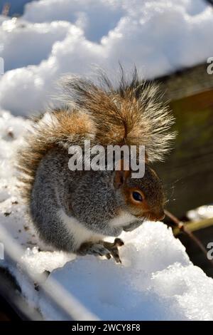Philadelphia, Usa. Januar 2024. Bei Temperaturen unter dem Gefrierpunkt wird ein gewöhnliches östliches graues Eichhörnchen hinterleuchtet, während es eine Nuss verschlingt, während es versucht, sich im Sonnenlicht am kalten Wintermorgen des 17. Januar 2024 in Philadelphia, PA, USA, zu erwärmen. Stockfoto