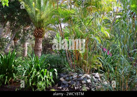 Fuerteventura Botanischer Garten ist der größte botanische Park der Kanarischen Inseln Stockfoto