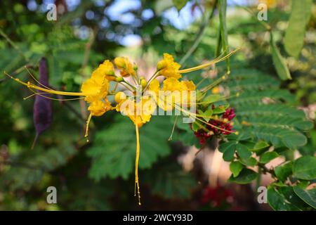 Fuerteventura Botanischer Garten ist der größte botanische Park der Kanarischen Inseln Stockfoto