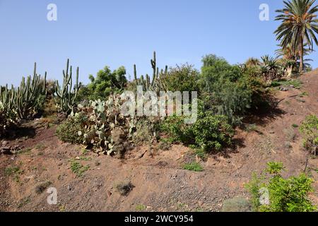 Fuerteventura Botanischer Garten ist der größte botanische Park der Kanarischen Inseln Stockfoto