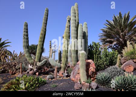 Fuerteventura Botanischer Garten ist der größte botanische Park der Kanarischen Inseln Stockfoto