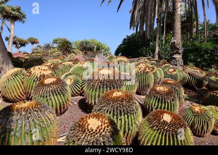 Fuerteventura Botanischer Garten ist der größte botanische Park der Kanarischen Inseln Stockfoto