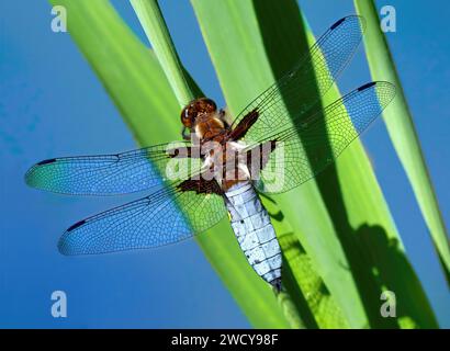 Eine männliche Libellula depressa, die am grünen Schilf sitzt Stockfoto