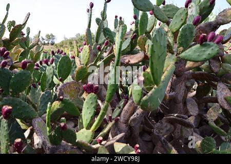 Fuerteventura Botanischer Garten ist der größte botanische Park der Kanarischen Inseln Stockfoto