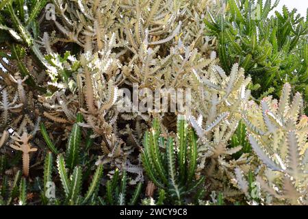 Fuerteventura Botanischer Garten ist der größte botanische Park der Kanarischen Inseln Stockfoto