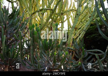 Fuerteventura Botanischer Garten ist der größte botanische Park der Kanarischen Inseln Stockfoto