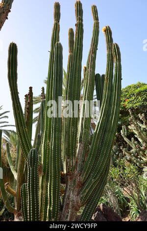 Fuerteventura Botanischer Garten ist der größte botanische Park der Kanarischen Inseln Stockfoto