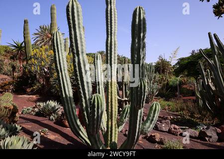 Fuerteventura Botanischer Garten ist der größte botanische Park der Kanarischen Inseln Stockfoto