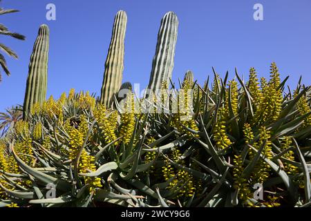 Fuerteventura Botanischer Garten ist der größte botanische Park der Kanarischen Inseln Stockfoto