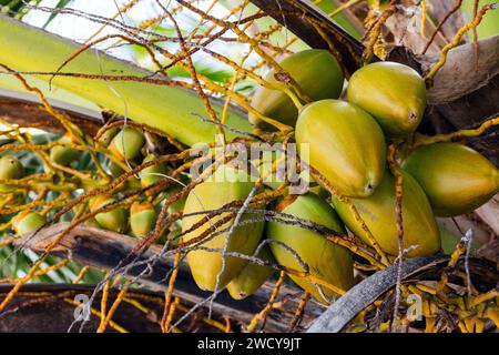 Grüne Kokosnüsse wachsen auf einer Palme. Strand von Anse Lazio, Insel Praslin, Seychellen Stockfoto