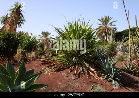 Fuerteventura Botanischer Garten ist der größte botanische Park der Kanarischen Inseln Stockfoto