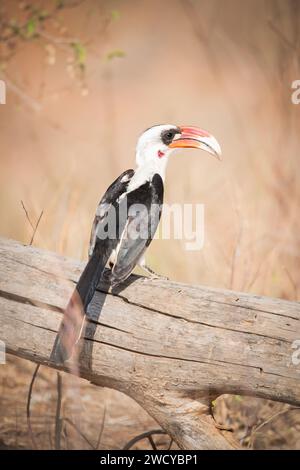 Von der deckens Hornvogel (Tockus deckeni) Samburu National Reserve, Kenia, Ostafrika Stockfoto