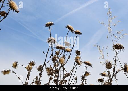 Trockene Distelblüten aus der Nähe auf dem Feld Stockfoto